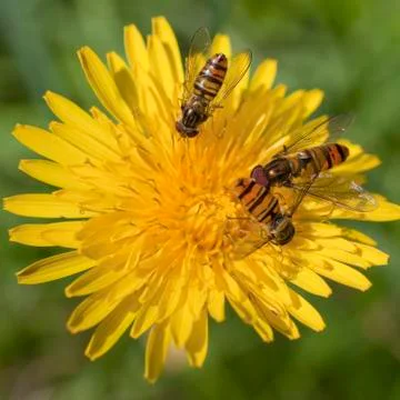 Dandelion with hoverflies-grove Photos