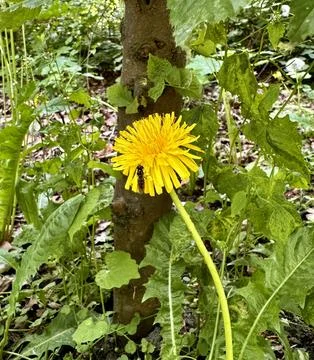Dandelion with a Hoverfly in Greenery Stock Photos
