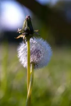 Dandelion - Hug Stock Photos