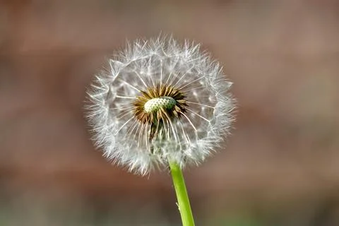 Dandelion I Stock Photos