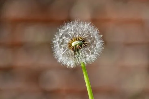 Dandelion II Stock Photos
