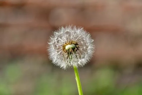 Dandelion III Stock Photos