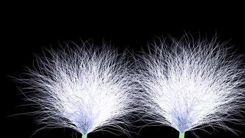 Dandelion Stock Illustration