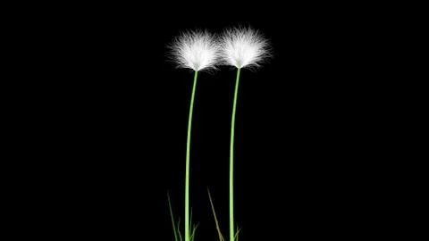 Dandelion Stock Illustration