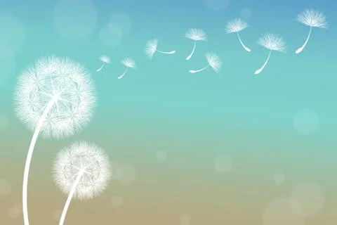 Dandelion Stock Illustration