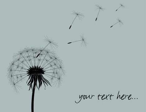 Dandelion Stock Illustration