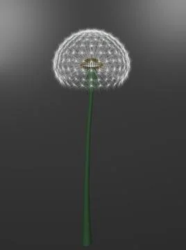 A dandelion Stock Illustration