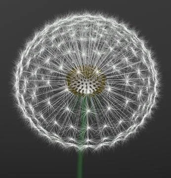A dandelion Stock Illustration