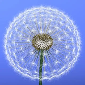 Dandelion Stock Illustration