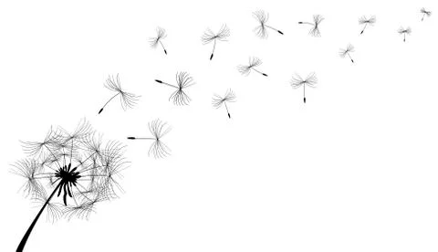 Dandelion Stock Illustration