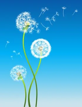 Dandelion Stock Illustration
