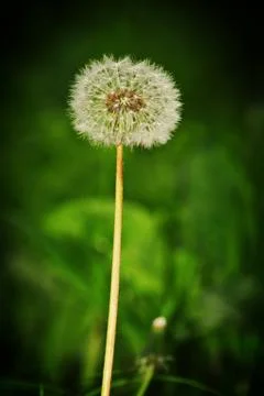 Dandelion Stock Illustration