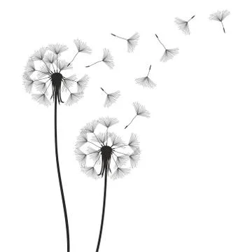 Dandelion Stock Illustration