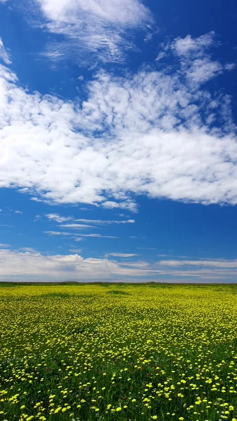 Dandelion Impostor and Clouds Stock-Footage 332268904