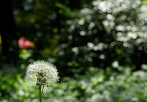 A dandelion that is individually focused 스톡 사진