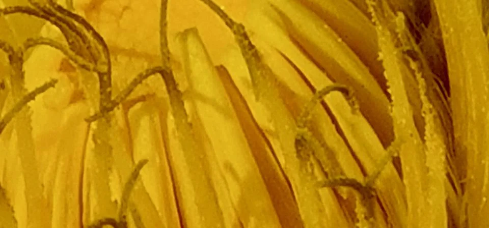 Dandelion from inside Stock Photos