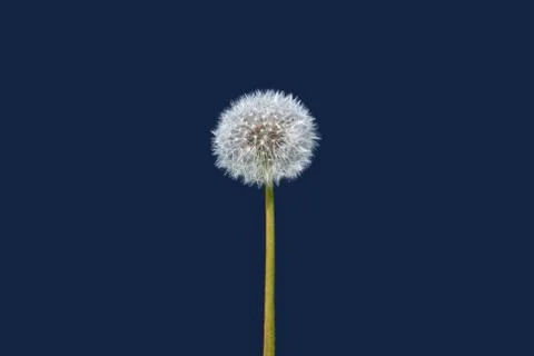 Dandelion isolate Stock Photos