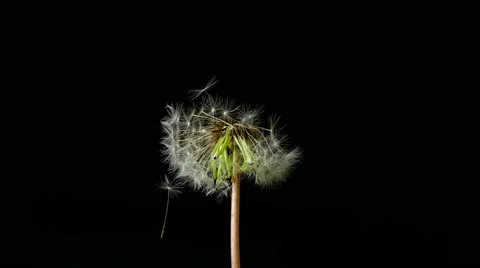 Dandelion isolated on black background Stock Footage 50883466