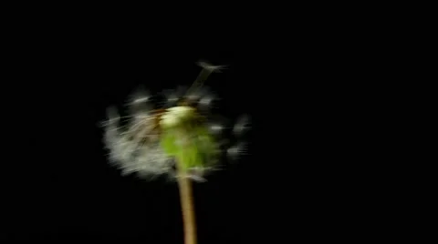 Dandelion isolated on black background Stock Footage 50883471