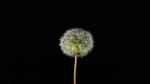 Dandelion isolated on black background Stock Footage 50883478