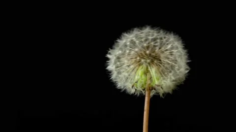 Dandelion isolated on black background Stock Footage 50883491