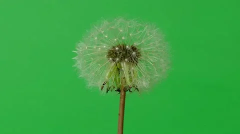 Dandelion isolated on black background Stock Footage 50883492
