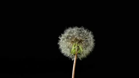 Dandelion isolated on black background Stock Footage 50883495