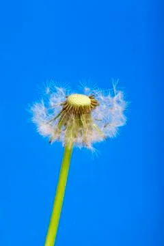 Dandelion isolated on blue background studio shot 写真素材