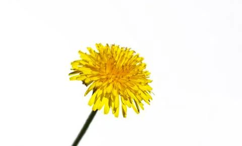 Dandelion isolated on white background close-up Stock Photos
