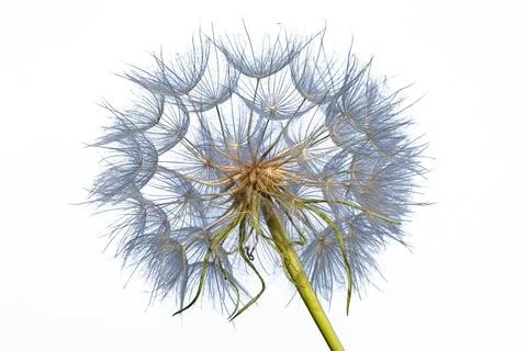 Dandelion isolated on a white background Stock Photos