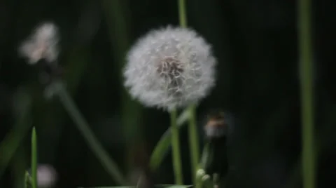 Dandelion just after the sunset 2 Stock Footage 36346466