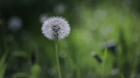 Dandelion just after the sunset Stock Footage 36346657