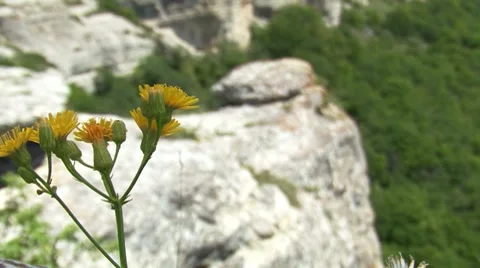 Dandelion with Landscape Stockbeeldmateriaal 7737622