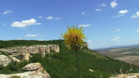 Dandelion with Landscape Stockbeeldmateriaal 7737627