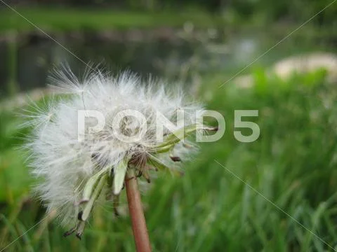 Dandelion Late in Bloom Stock Photos