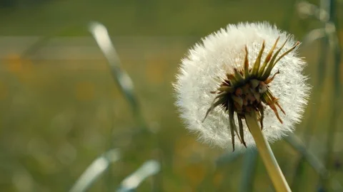 Dandelion on the lawn. Nature Video stock 109060678