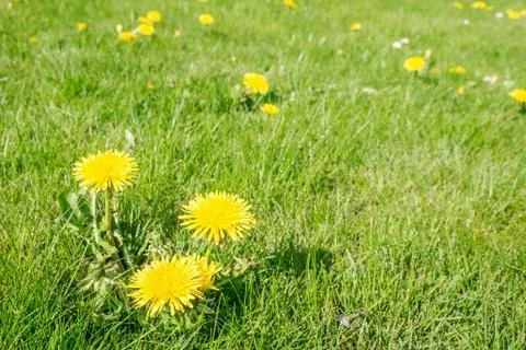 Dandelion in lawn Stock Photos