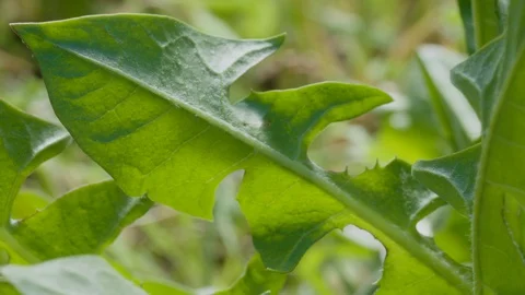 Dandelion leaf, close up (2) Video stock 128743277