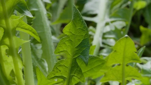 Dandelion leaf, close up Video stock 128743289