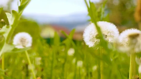 Dandelion with leaf slowmotion Stock Footage 76926888