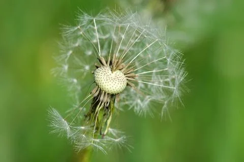 Dandelion with leafless seeds Foto stock