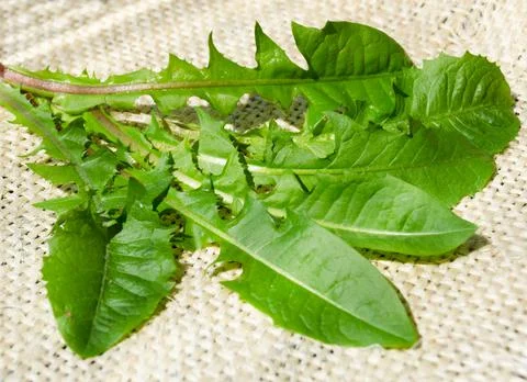 Dandelion leaves on the background of burlap on the table. Stock Photos