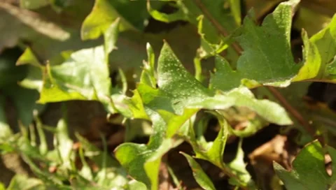 Dandelion leaves Stock Footage 8650243