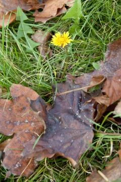 Dandelion in leaves Stock Photos