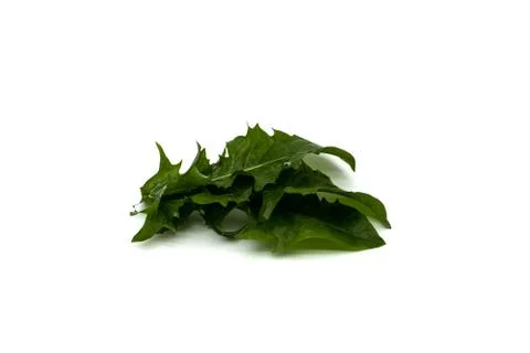 Dandelion leaves Stock-Fotos