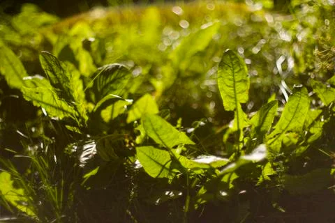 Dandelion leaves in the sun Stock Photos