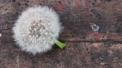 Dandelion | Löwenzahn | Burning | Nature Stock Footage 146610201