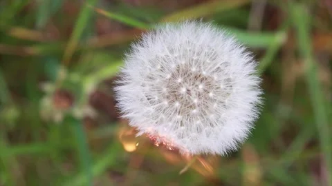Dandelion | Löwenzahn | Burning | Nature Stock Footage 146610205
