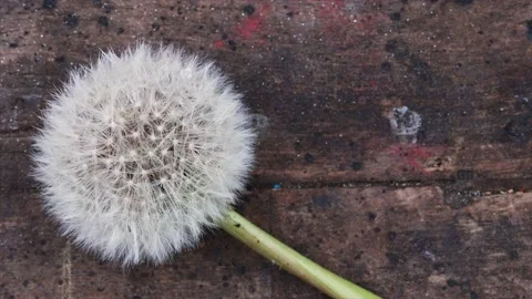 Dandelion | Löwenzahn | Burning | Nature Stock Footage 146610216