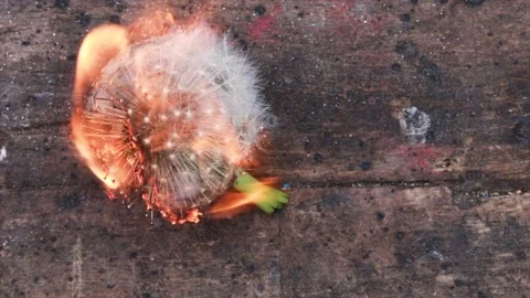 Dandelion | Löwenzahn | Burning | Nature Stock Footage 146610280